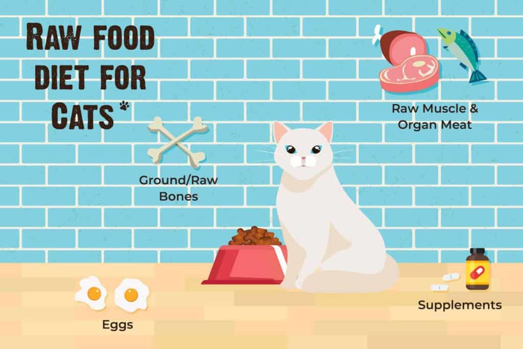 Should-You-Feed-Your-Cat-a-Raw-Diet-1