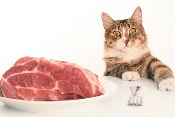 Should- You -Feed- Your- Cat- a- Raw- Diet-4