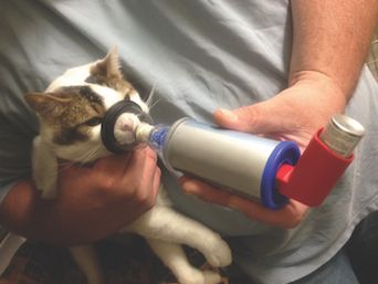 Asthma-In-Cats