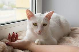 What-Is-Feline-Leukemia