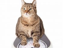 What To Do With Your Overweight Cat