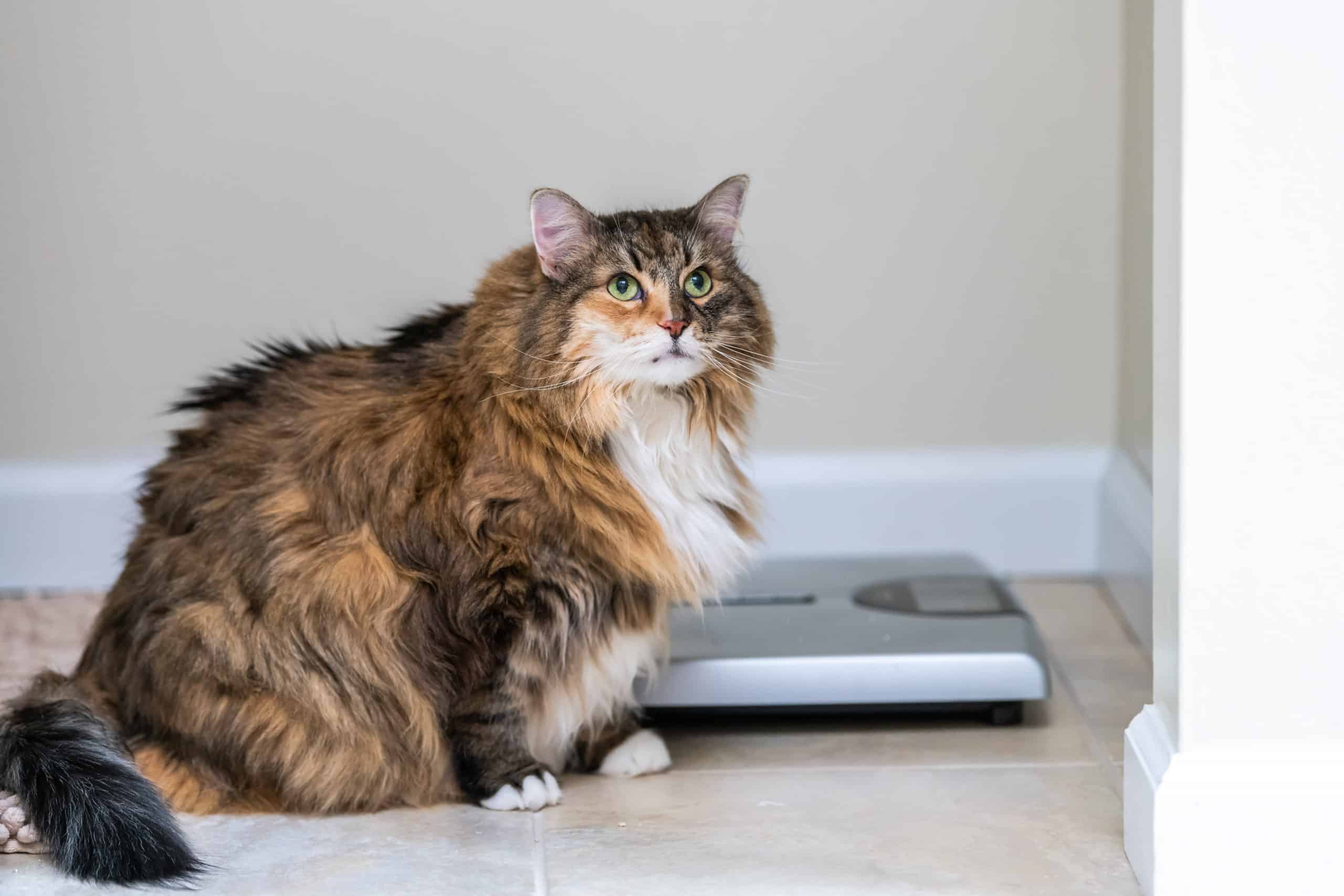 What-To-Do-With-Your-Overweight-Cat