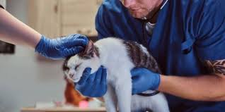 What-You-Should-Know-About-Feline-Pancreatitis