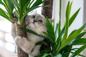 Cats-Love-Trees