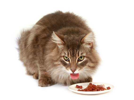 Why-Food-Matters-So-Much-to-Finicky-Felines