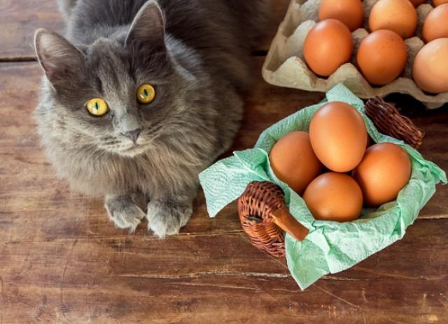 cats-eat-eggs-3