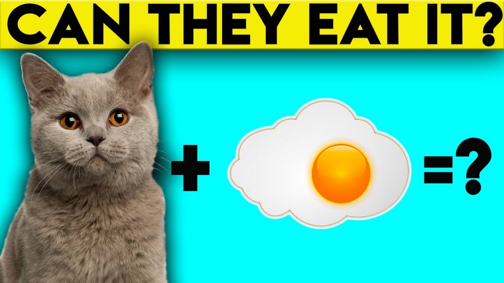 cats-eat-eggs-1