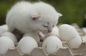 cats-eat-eggs-4