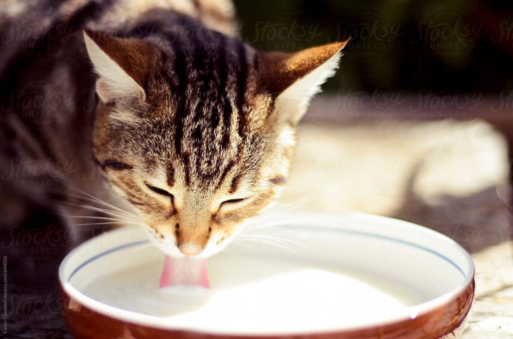 milk-safe -for -Cats-4