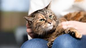 Cat Health: What Is Toxoplasmosis?
