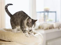 Decoding the Mysterious Habits of Cats