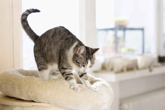Decoding-the-Mysterious-Habits-of-Cats