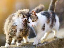 Top 10 Friendliest Cat Breeds