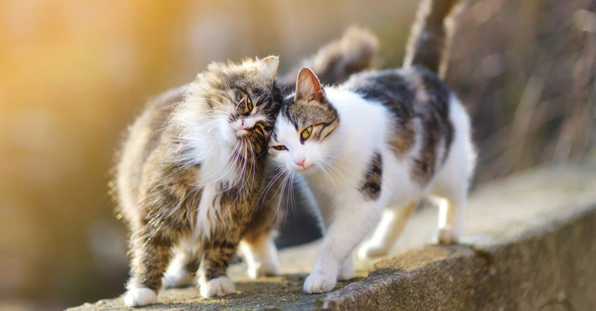 Top-10-Friendliest-Cat-Breeds