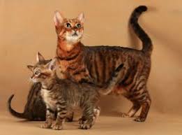 Toyger-Breed