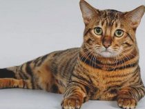 Toyger Breed