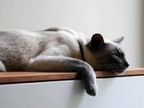 Cats’ nausea: When to Worry