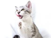 What Is Stomatitis in Cats?
