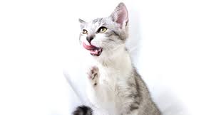 What-Is-Stomatitis-in-Cats
