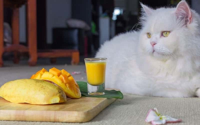 can-cats-eat-mangoes-7-facts-you-need-to-know-2