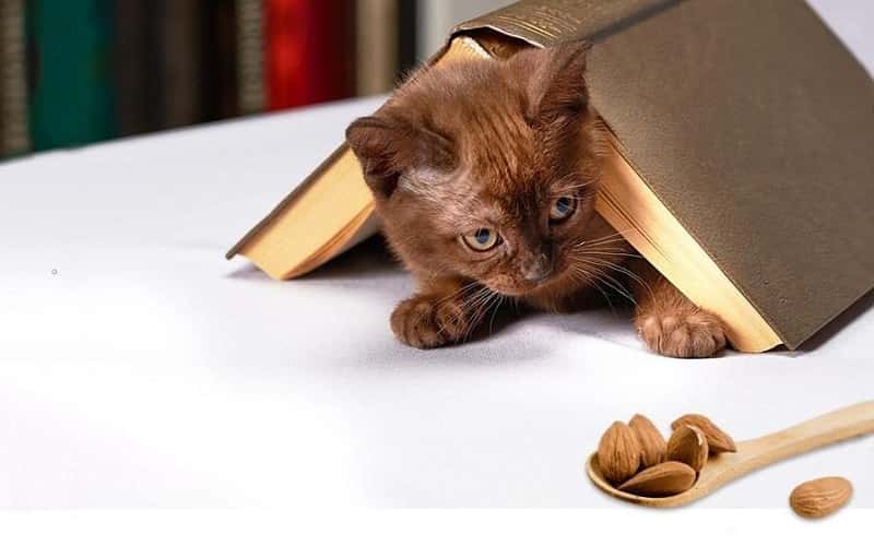can-cats-eat-almonds-8-facts-you-may-want-to-know-2