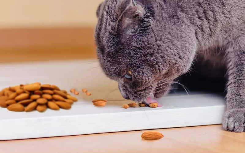 can-cats-eat-almonds-8-facts-you-may-want-to-know