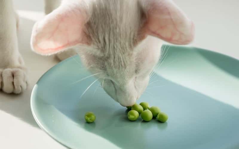 can-cats-eat-beans-1