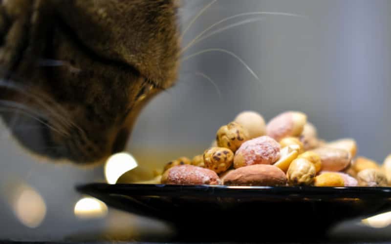 can-cats-eat-beans-3