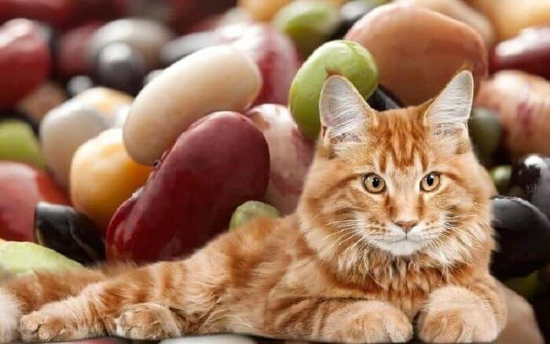 can-cats-eat-beans-10-all-facts-you-must-know