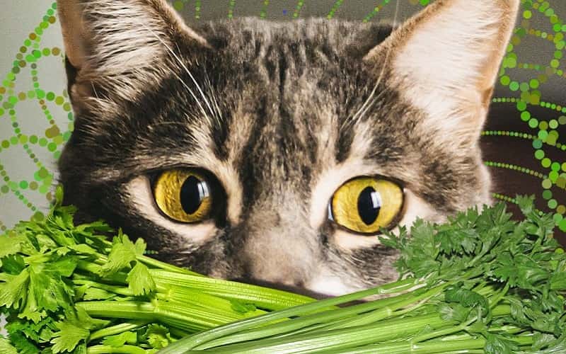 can-cats-eat-celery-8-facts-you-need-to-know-1