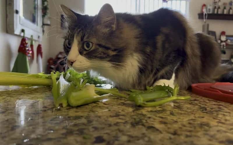 can-cats-eat-celery-8-facts-you-need-to-know-2