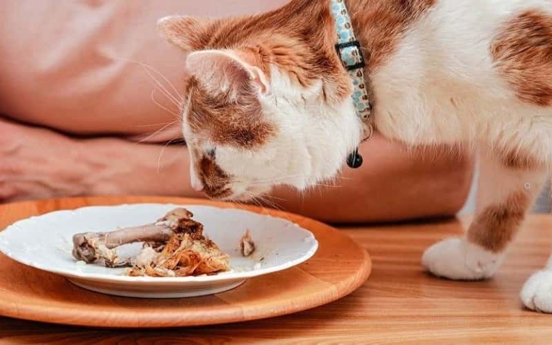 can-cats-eat-chicken-bones-5-facts-you-should-know-2