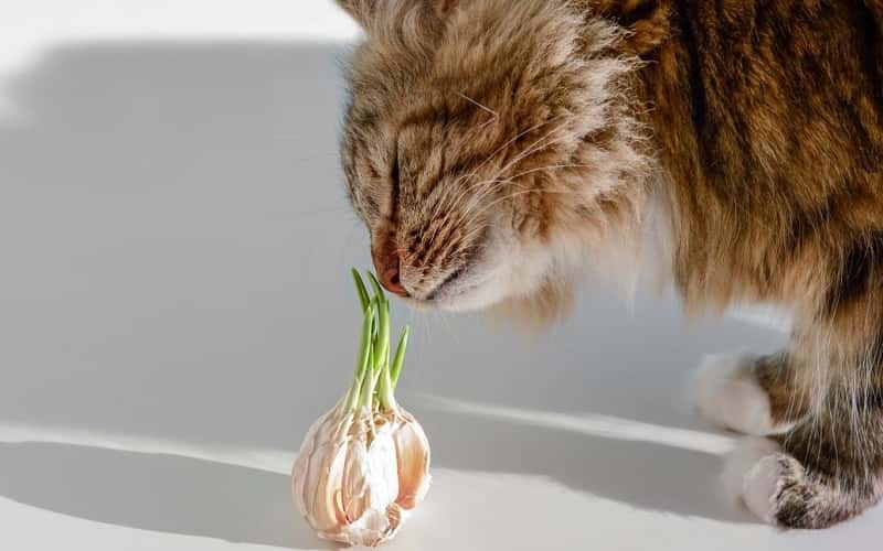 can-cats-eat-garlic-1