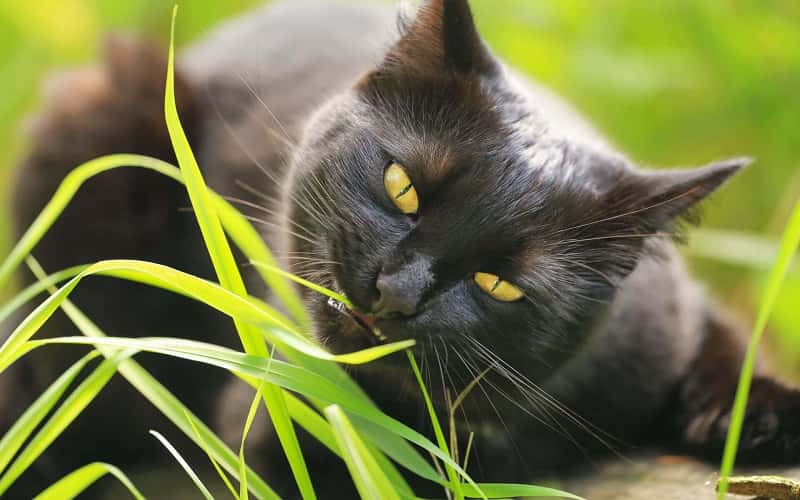 can-cats-eat-grass-6-all-facts-you-must-know-1