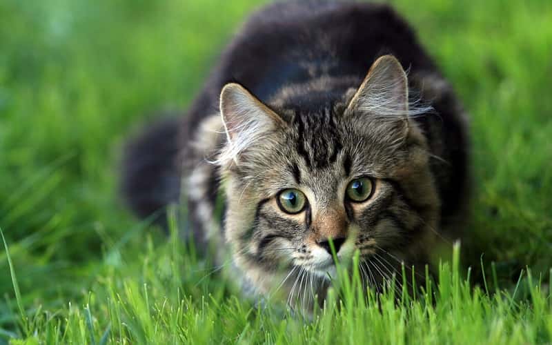 can-cats-eat-grass-6-all-facts-you-must-know-2