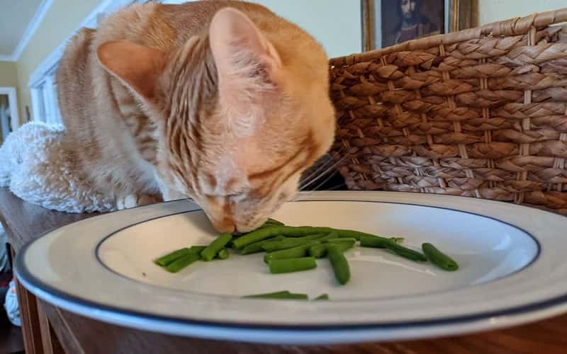 can-cats-eat-green-beans-16-facts-you-must-know-2