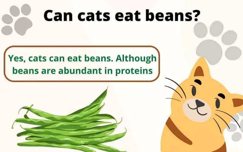 can-cats-eat-green-beans-16-facts-you-must-know