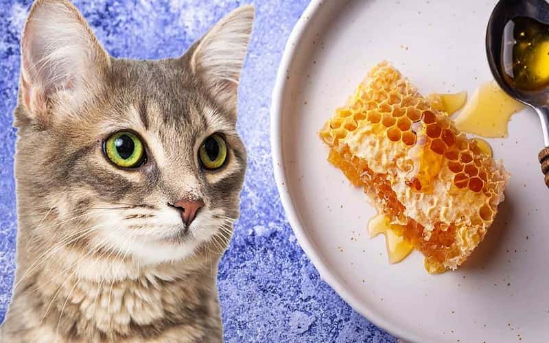 can-cats-eat-honey-7-facts-you-may-want-to-know
