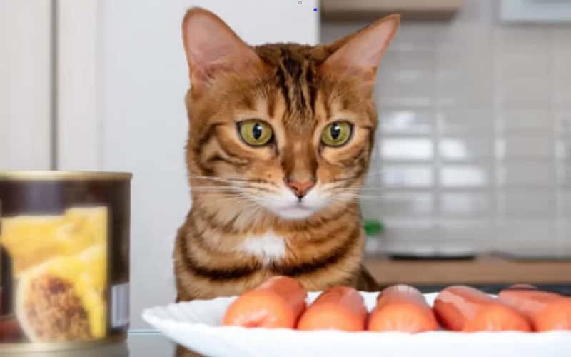 can-cats-eat-hot-dogs-16-facts-2