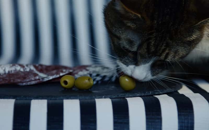 can-cats-eat-olives-9-things-you-should-know-1