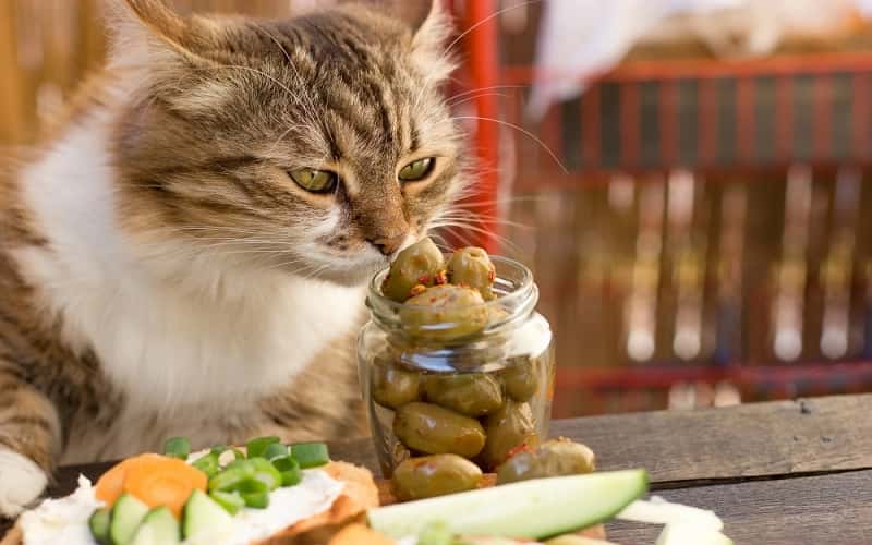 can-cats-eat-olives-9-things-you-should-know