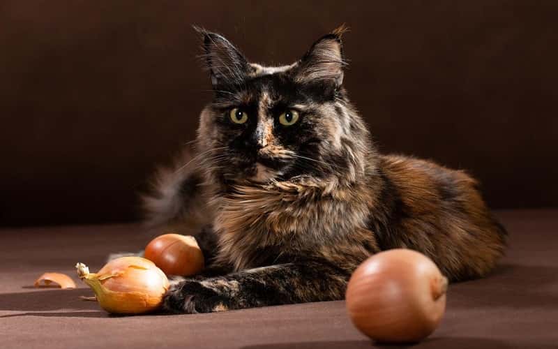 can-cats-eat-onions-2