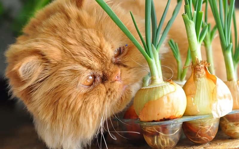 can-cats-eat-onions-3