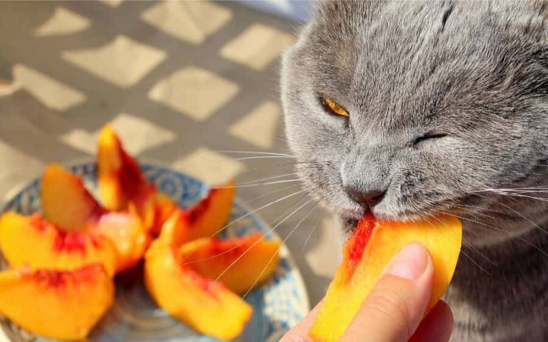 can-cats-eat-peaches-2