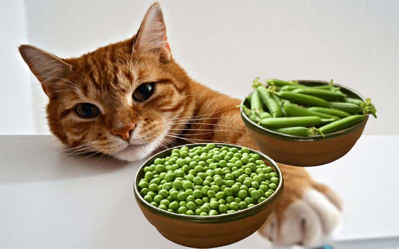 can-cats-eat-peas-12-facts-should-you-know-1