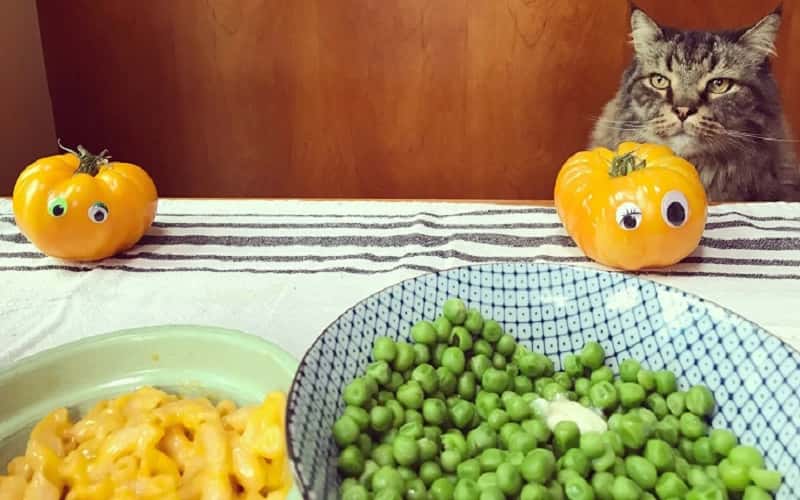 can-cats-eat-peas-12-facts-should-you-know