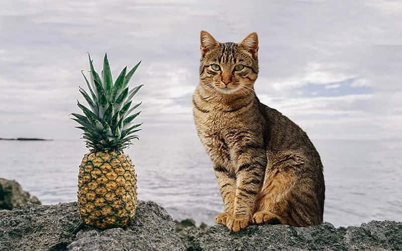 can-cats-eat-pineapple-1