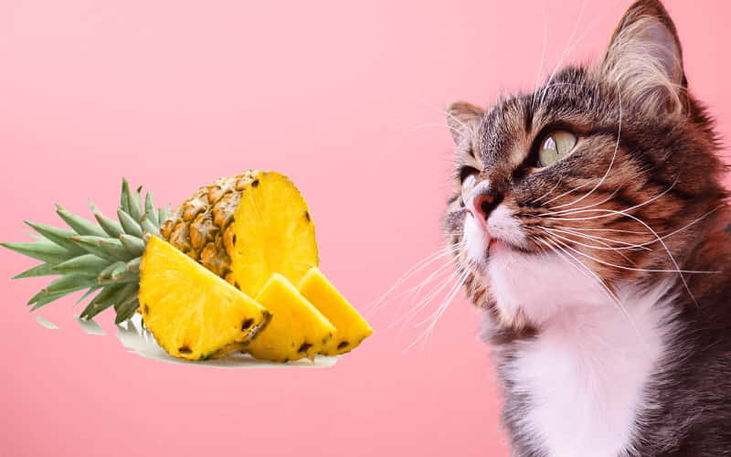 can-cats-eat-pineapple-2