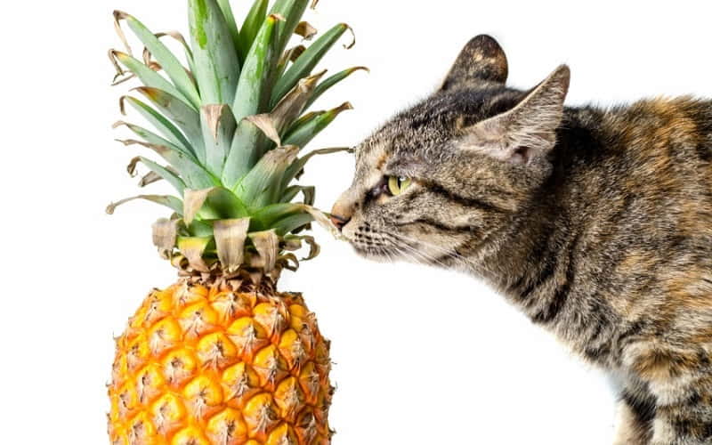 can-cats-eat-pineapple-3