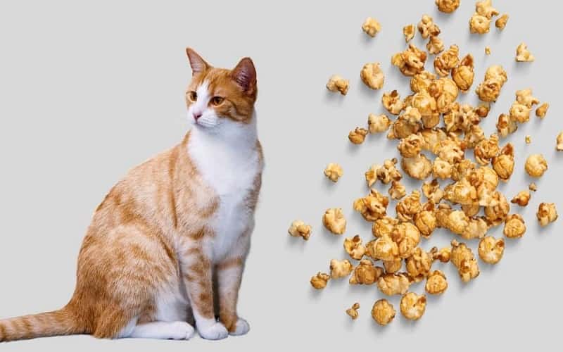 can-cats-eat-popcorn-2